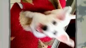 国产撸比视频,揭秘中国电竞产业的崛起之路