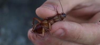 国产大蟑螂视频在线观看,惊悚刺激的在线观看体验