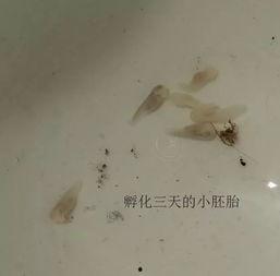 国产蝌蚪视频在线播放,畅享在线播放的视听盛宴