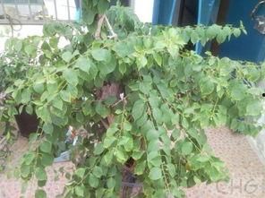 国产园艺剪枝视频,国产园艺剪枝视频教程解析