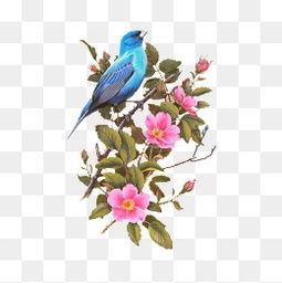 国产花鸟动画视频大全,国产花鸟动画视频大全赏析