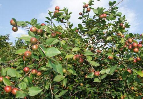 国产植物种植视频