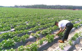 国产植物种植视频  第2张