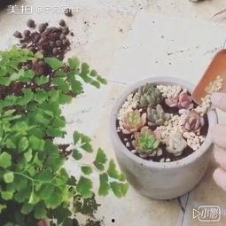 国产植物种植视频  第3张