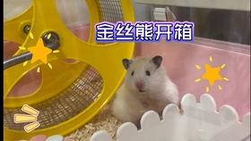 测评国产金丝熊粮的视频,品质与营养的完美结合