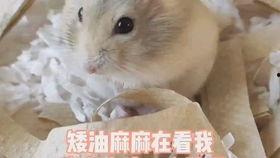 测评国产金丝熊粮的视频,品质与营养的完美结合  第3张